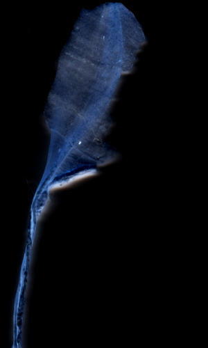 bones
